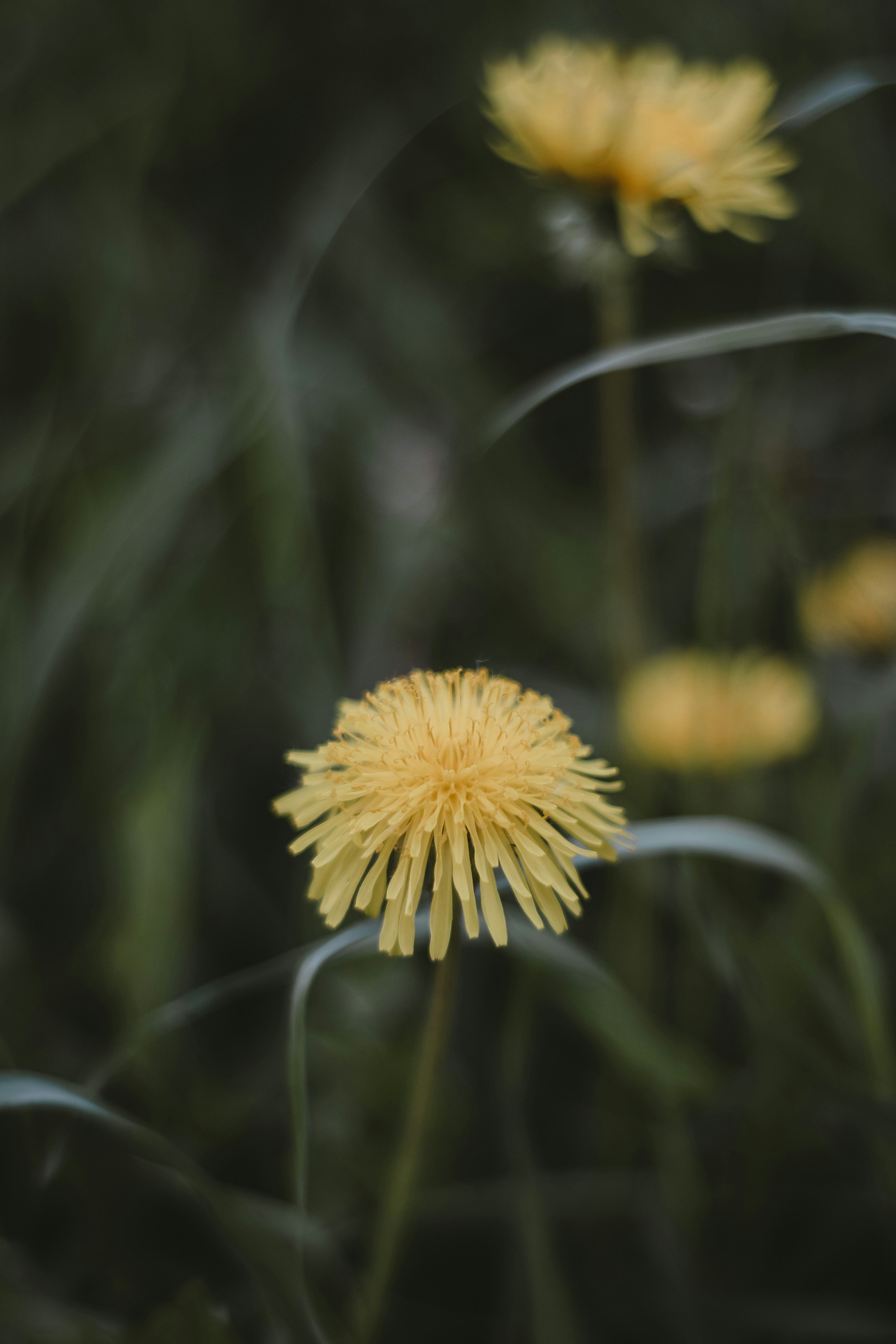 yellow flower in tilt shift lens